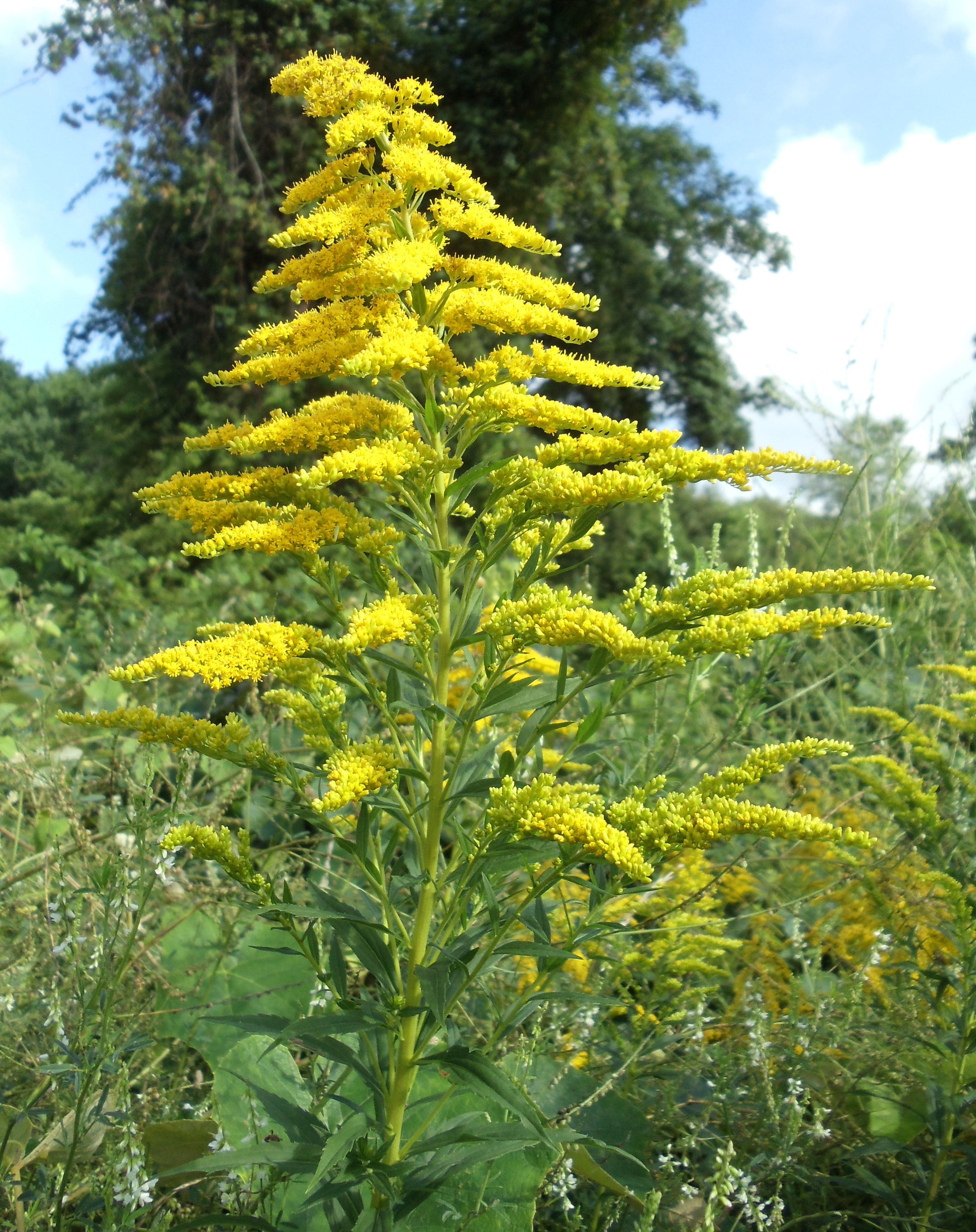 What does a goldenrod flower look like?